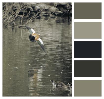 Mallard Ducks Lake Waterfowls Image